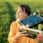 From Farm to Global Shelf: Why Blueberry Exporters Need Accurate Translation Services - From Farm to Global featured image