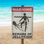 The Beach Safety Signs Tourists Misread and How Better Translation Prevents Risk - The Beach Safety Signs featured image