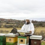 How Translation Helps Bee Research Travel From Laboratories to Local Farms - How Translation Helps Bee featured image