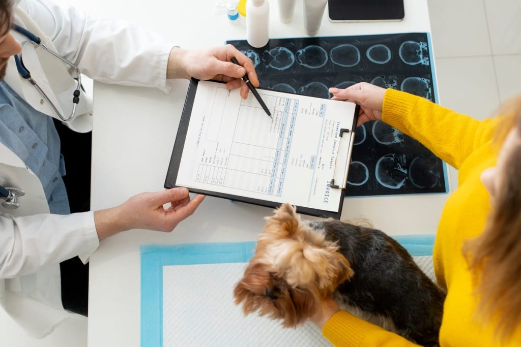 A veterinary health certificate form of ruled boxes beside its Spanish translation laid out in the same grid - Real Story: A Pet featured image