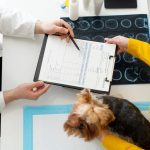 A veterinary health certificate form of ruled boxes beside its Spanish translation laid out in the same grid - Real Story: A Pet featured image